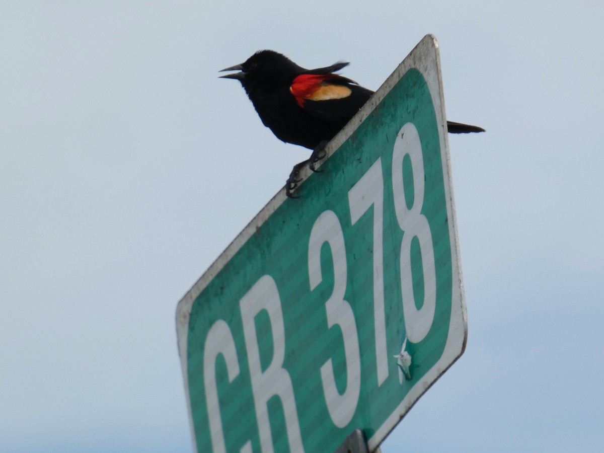 Red-winged Blackbird - ML635662880