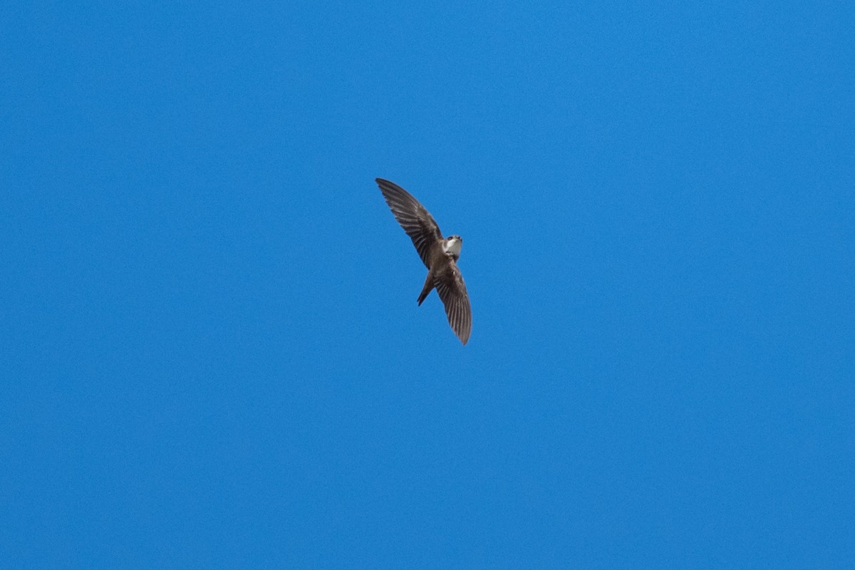ショウドウツバメ - ML635662887
