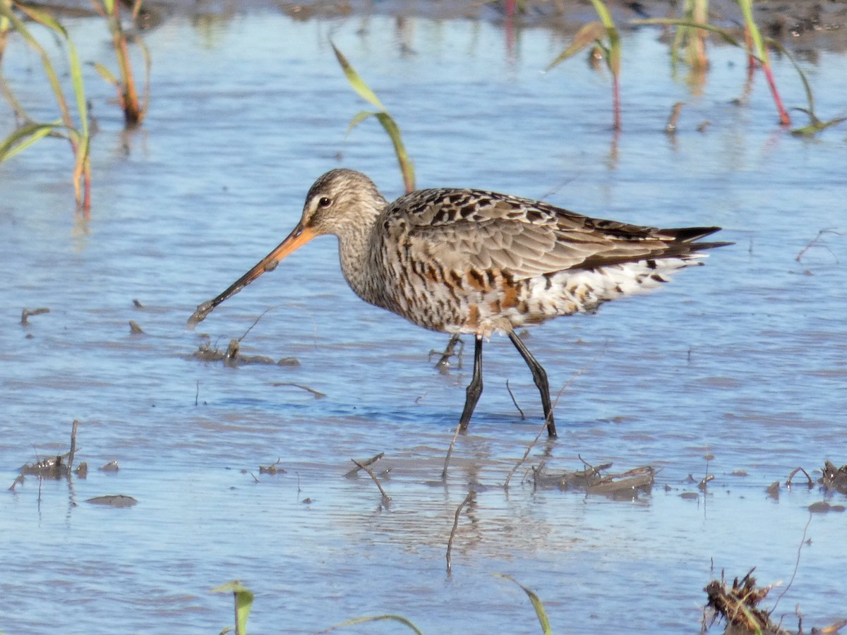 Hudsonian Godwit - ML635662892