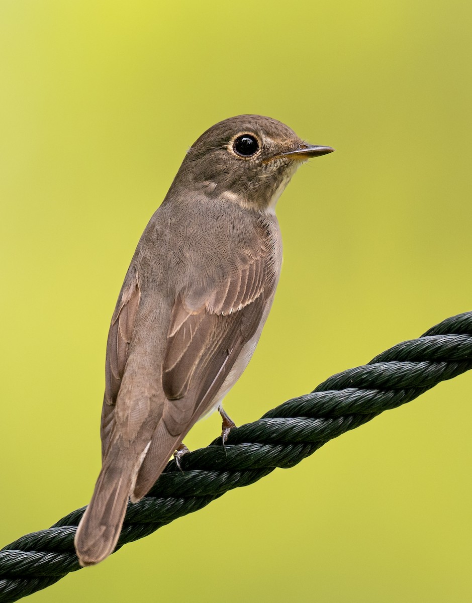 Dark-sided Flycatcher - ML635662897