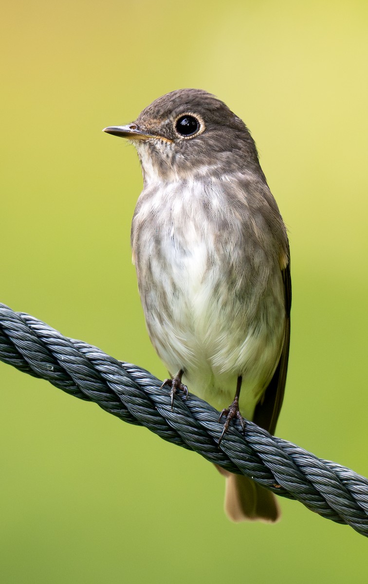 Dark-sided Flycatcher - ML635662898