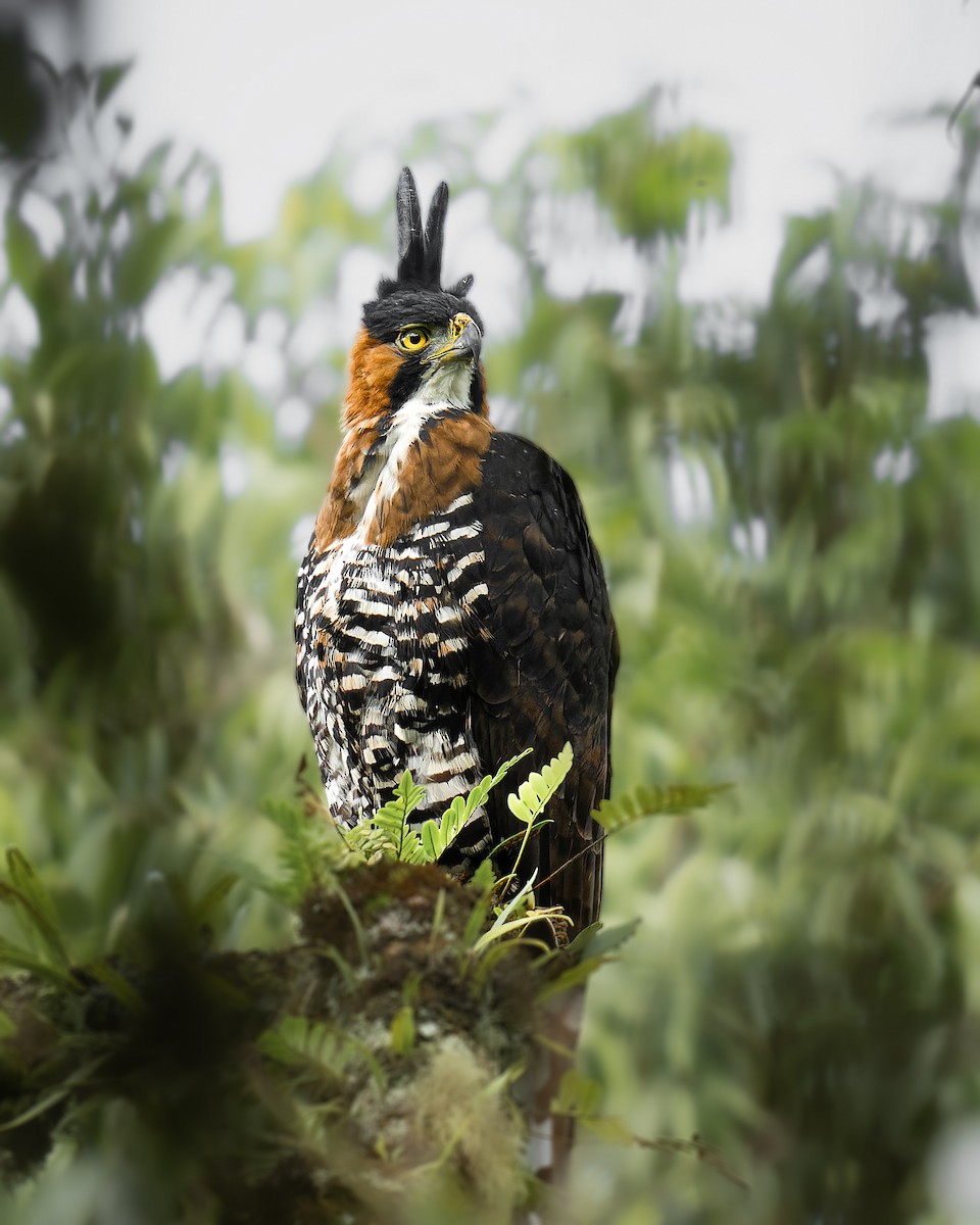 Ornate Hawk-Eagle - ML635662911