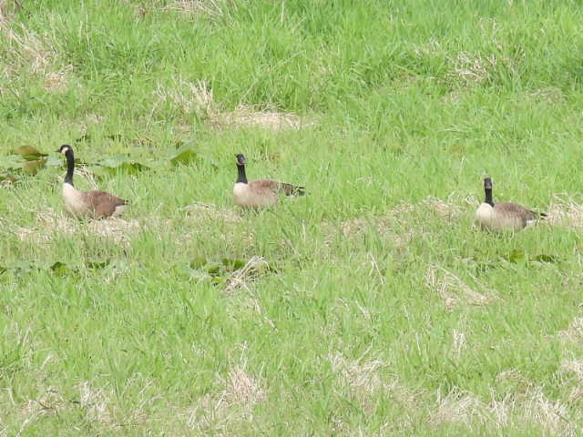 Canada Goose - ML635662913