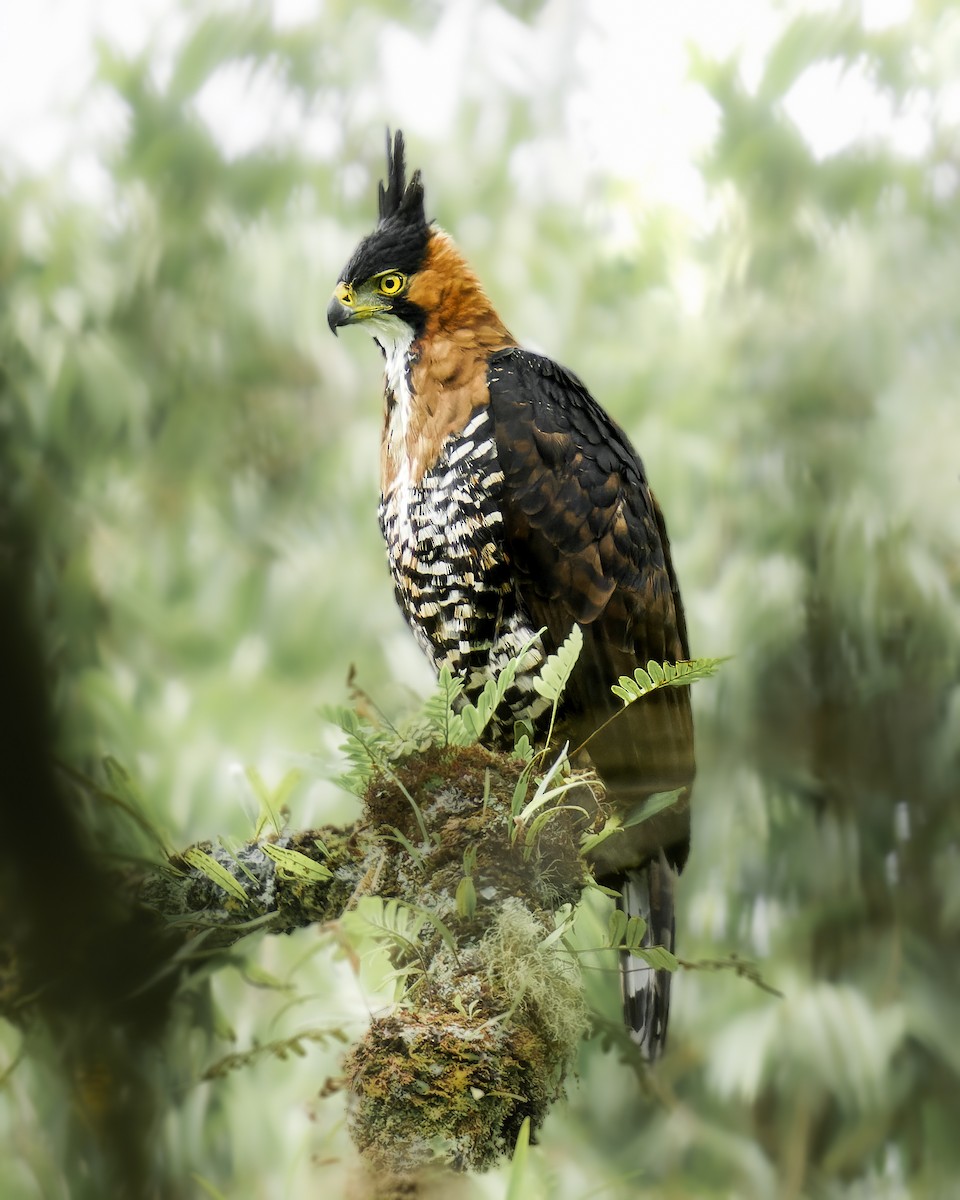 Ornate Hawk-Eagle - ML635662914