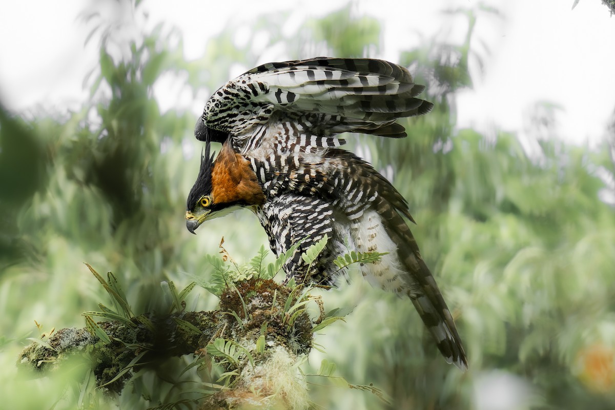 Ornate Hawk-Eagle - ML635662915