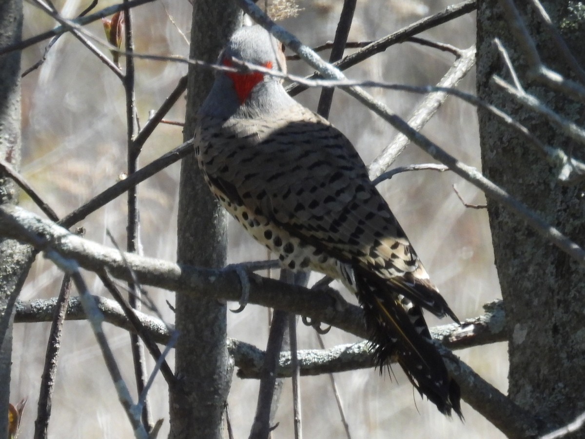 Northern Flicker - ML635662925