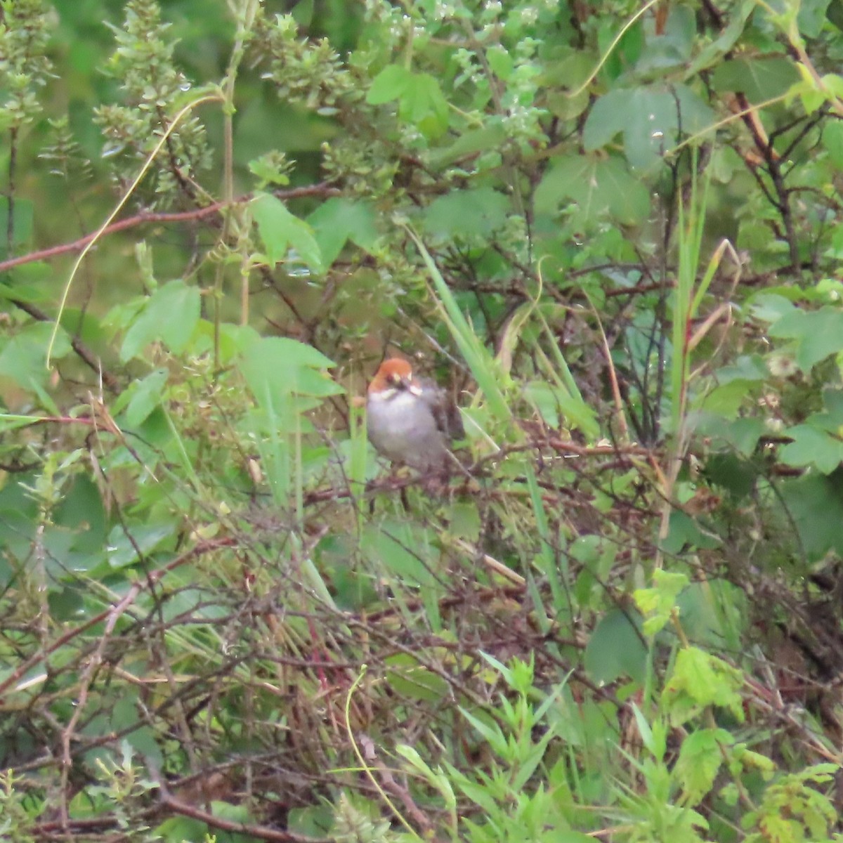 Rufous-eared Brushfinch - ML635663025