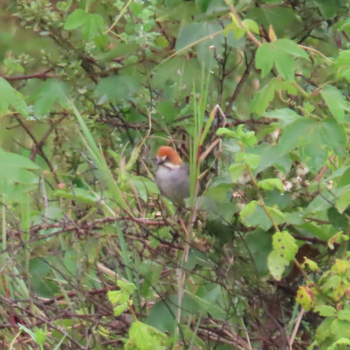 Rufous-eared Brushfinch - ML635663026