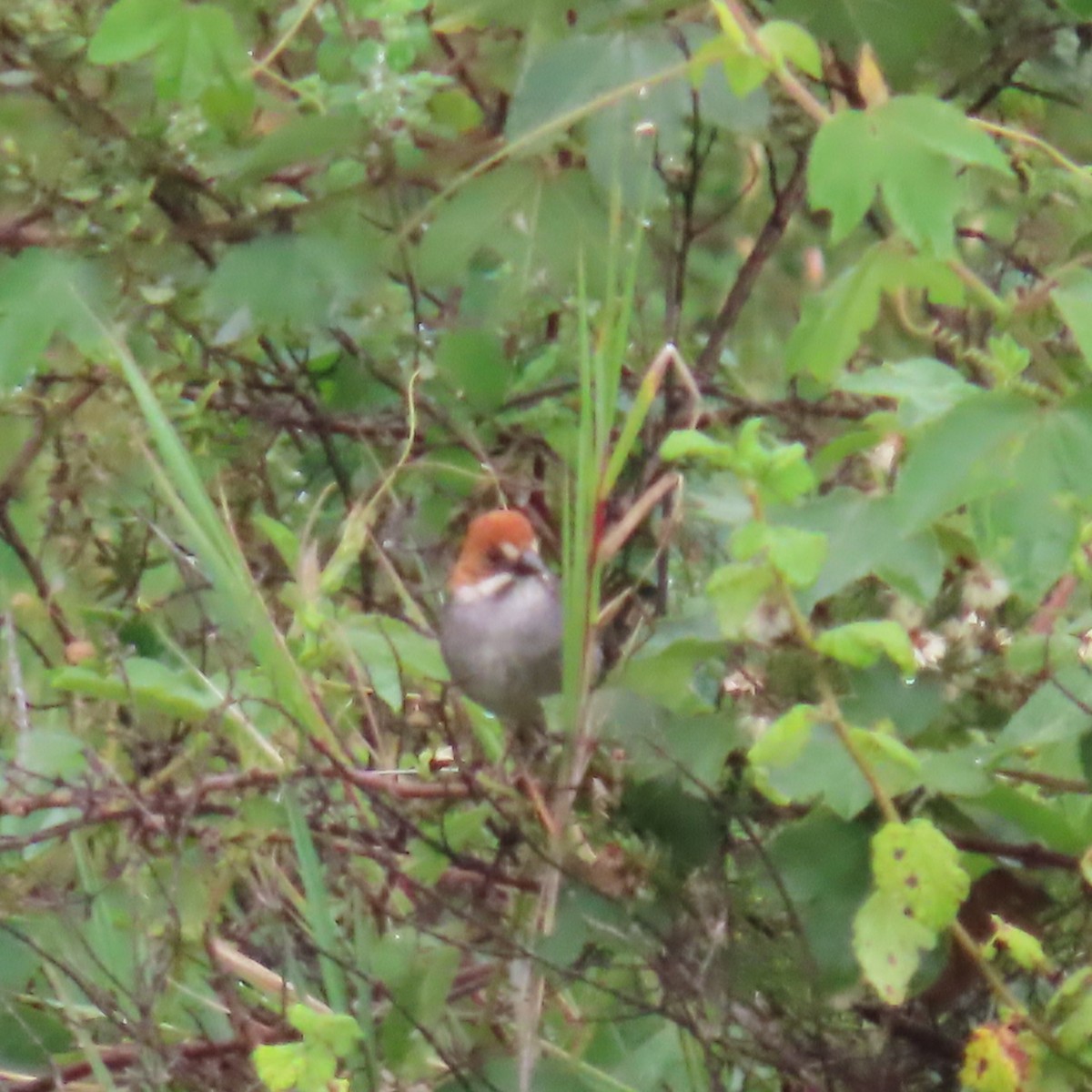 Rufous-eared Brushfinch - ML635663027