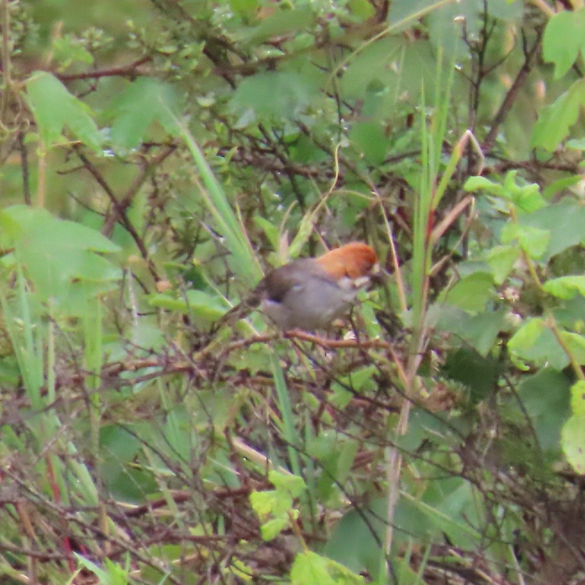 Rufous-eared Brushfinch - ML635663028