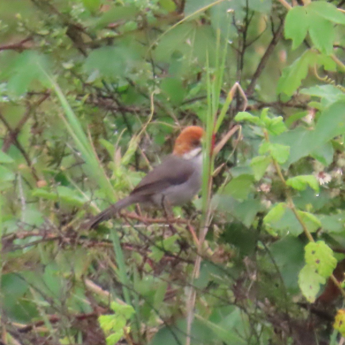 Rufous-eared Brushfinch - ML635663030