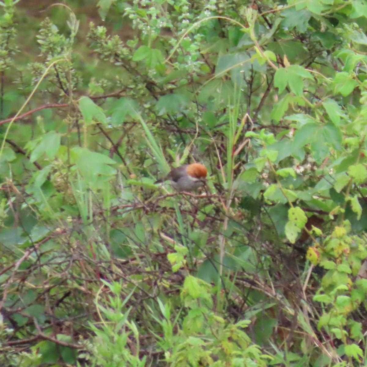 Rufous-eared Brushfinch - ML635663031