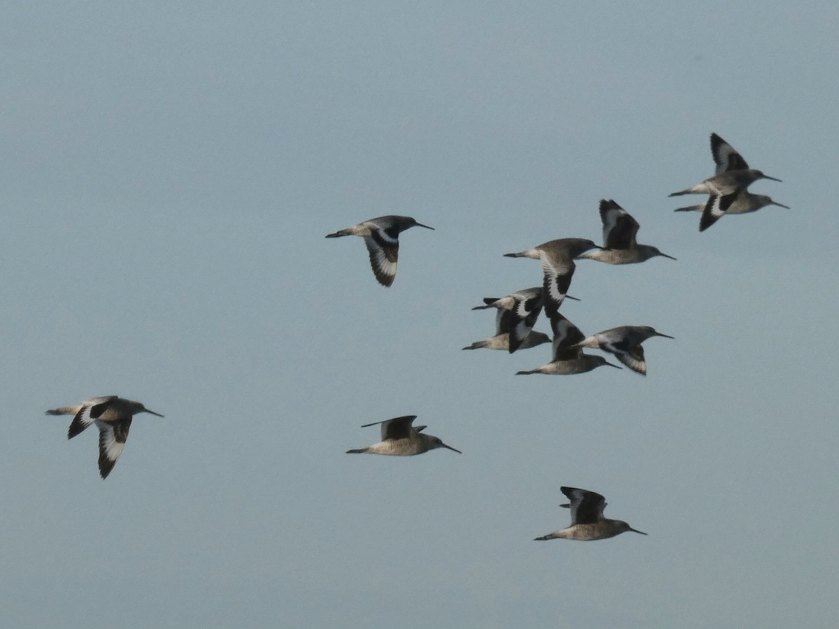 Willet - ML635663063