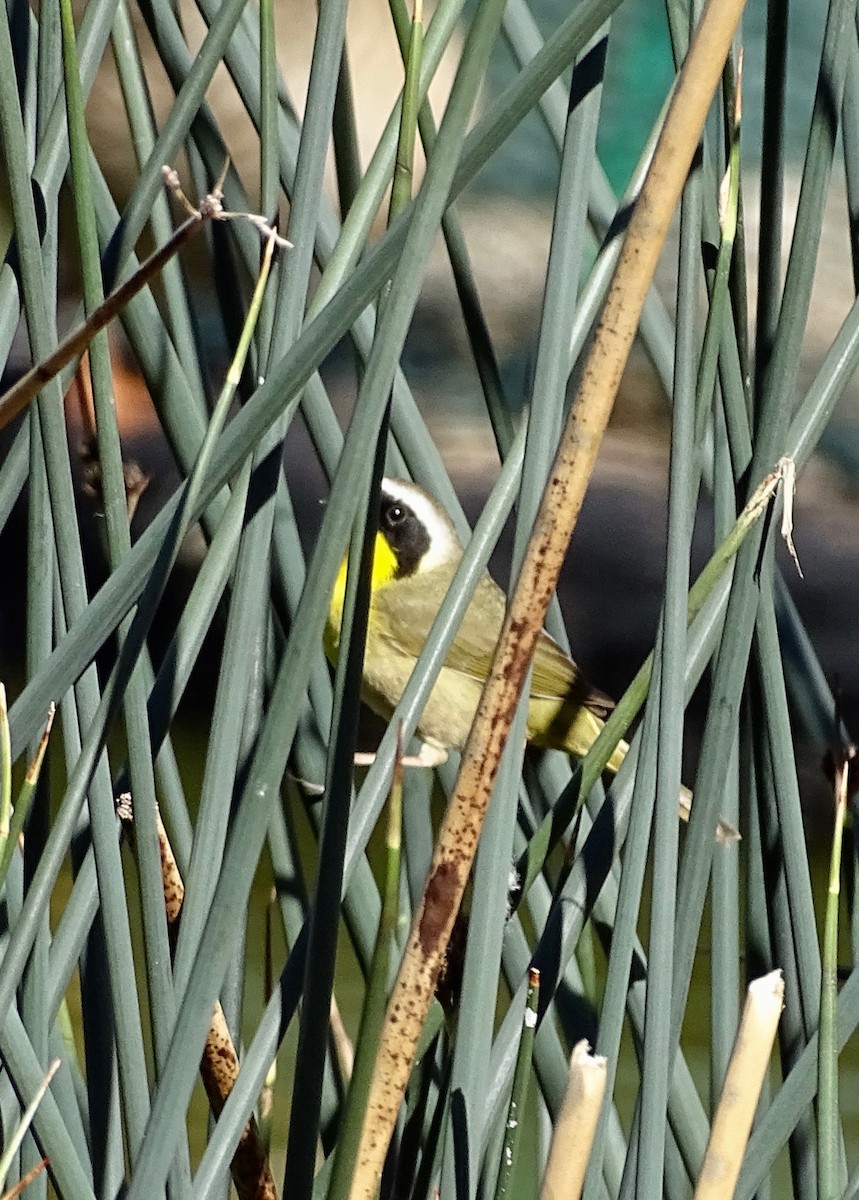 Common Yellowthroat - ML635663068