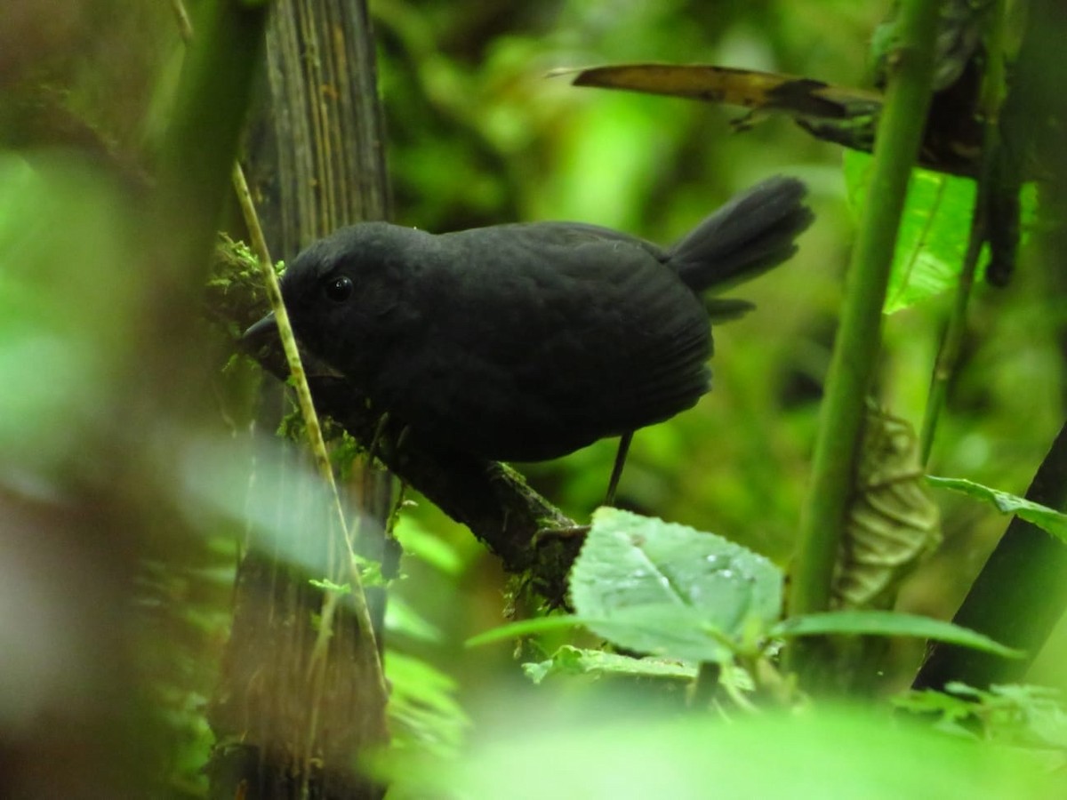 Blackish Tapaculo - ML635663192