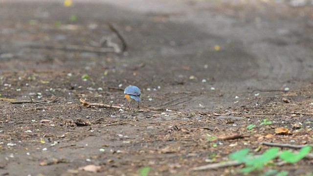 Orange-headed Thrush - ML635663212