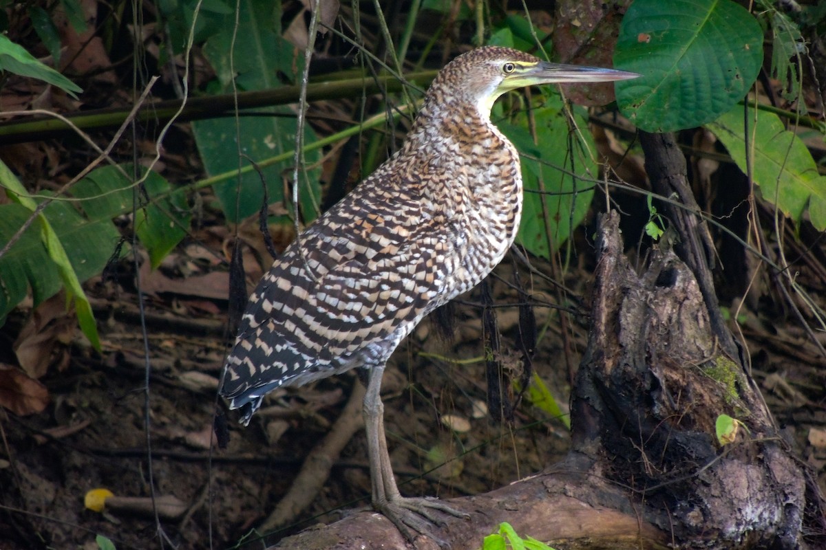 Bare-throated Tiger-Heron - ML635663224