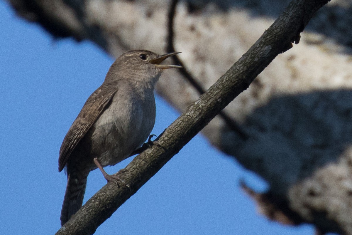 Northern House Wren - ML635663232