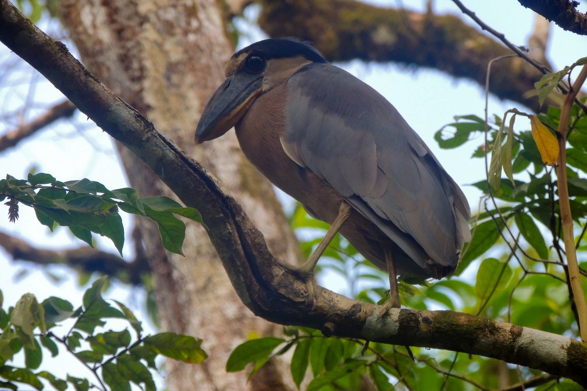 Boat-billed Heron - ML635663242