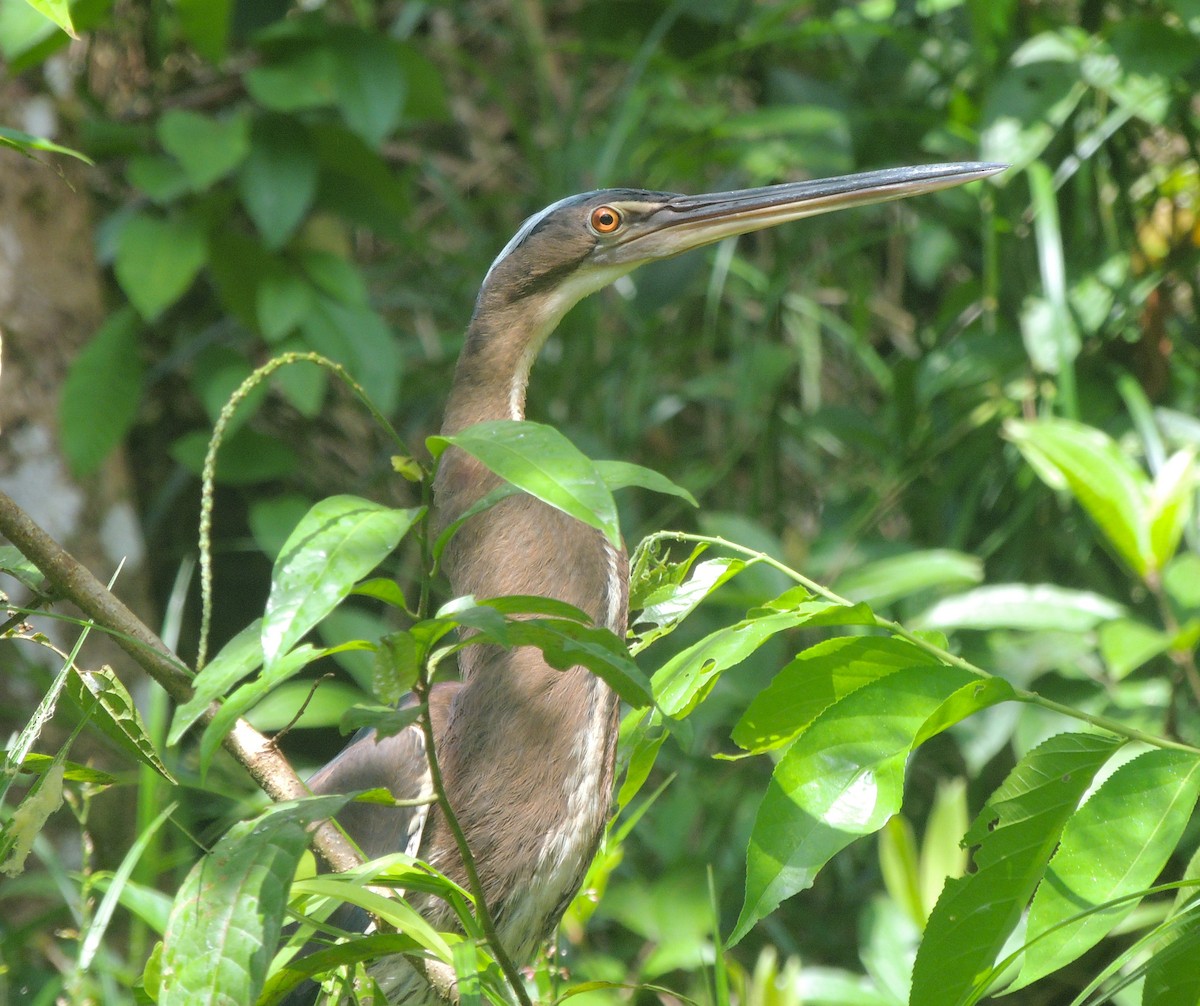 Agami Heron - ML635663264