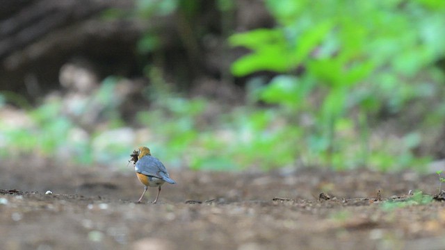Orange-headed Thrush - ML635663326