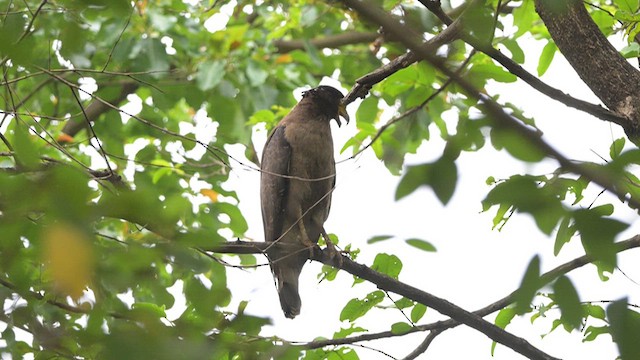 Crested Serpent-Eagle - ML635663327