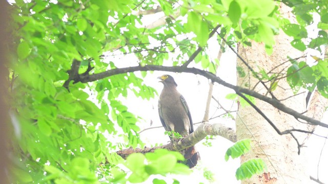 Crested Serpent-Eagle - ML635663336