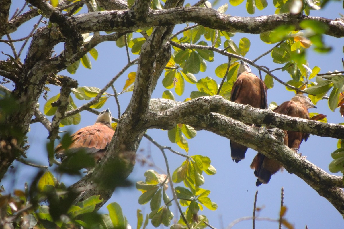 Black-collared Hawk - ML635663374