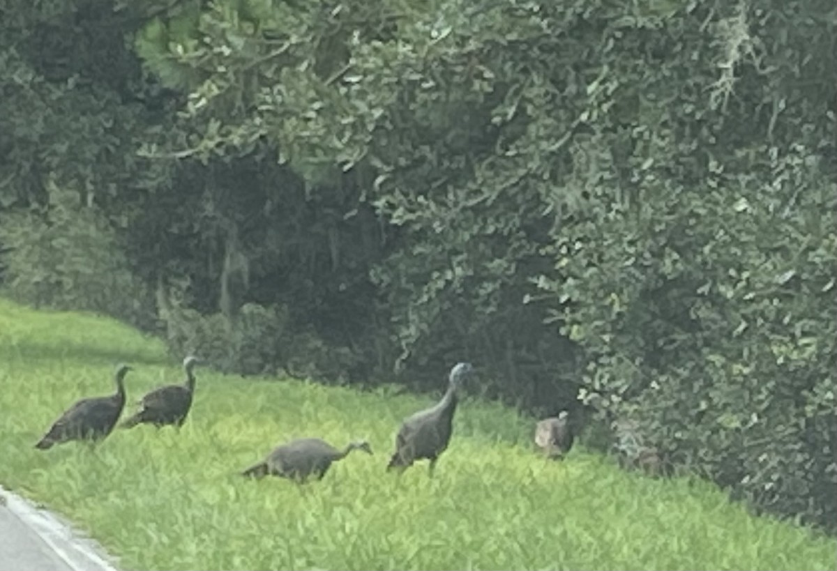 Wild Turkey - ML635663376
