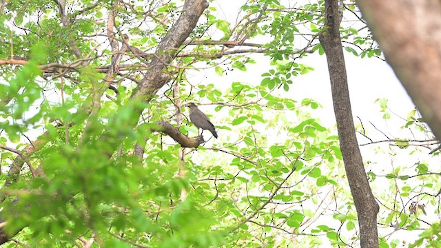 Crested Serpent-Eagle - ML635663377