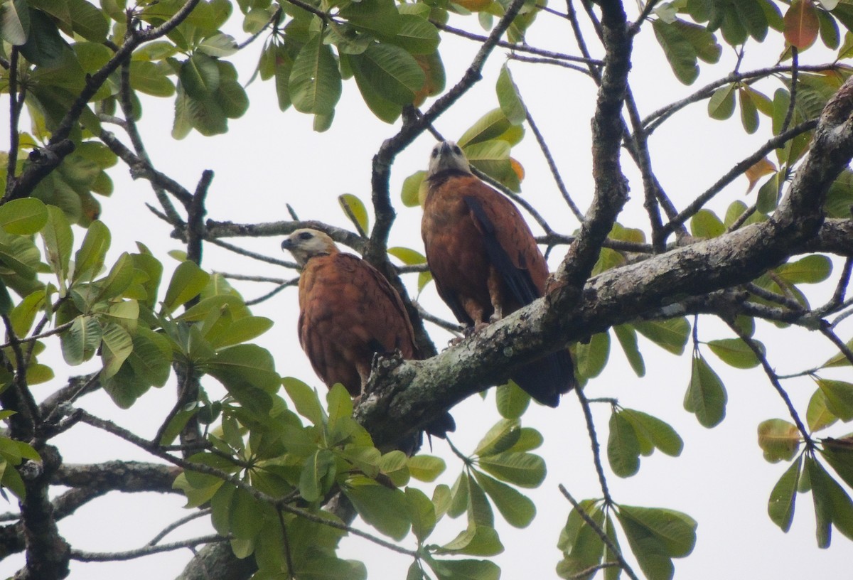 Black-collared Hawk - ML635663383