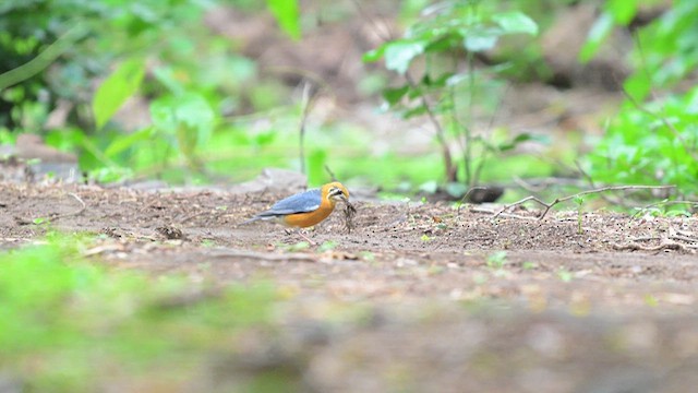 Orange-headed Thrush - ML635663405