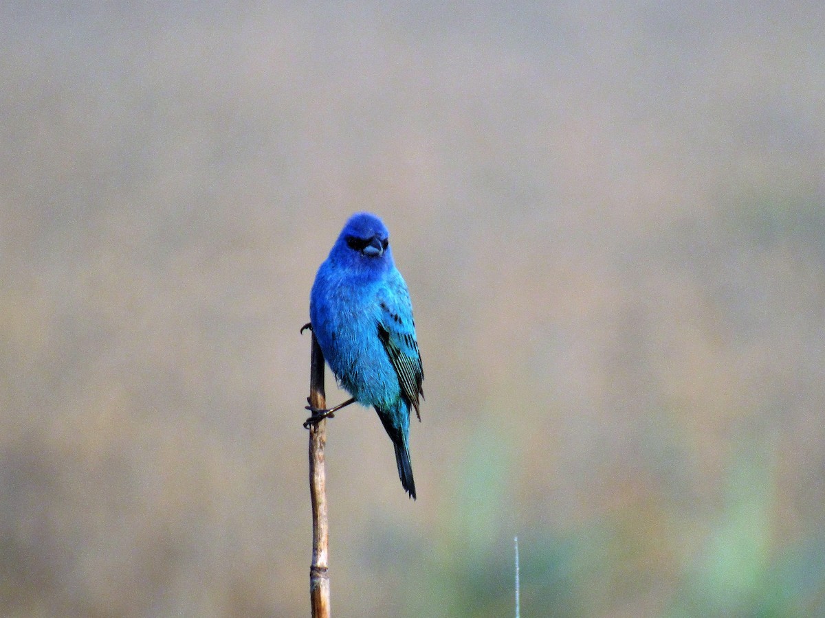 Indigo Bunting - John Haas