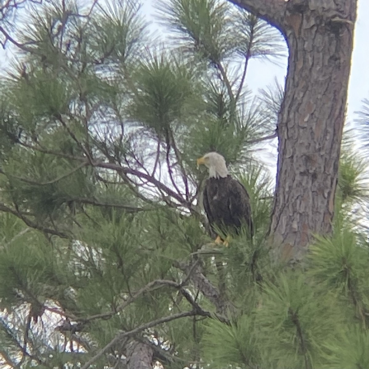 Bald Eagle - ML635663424