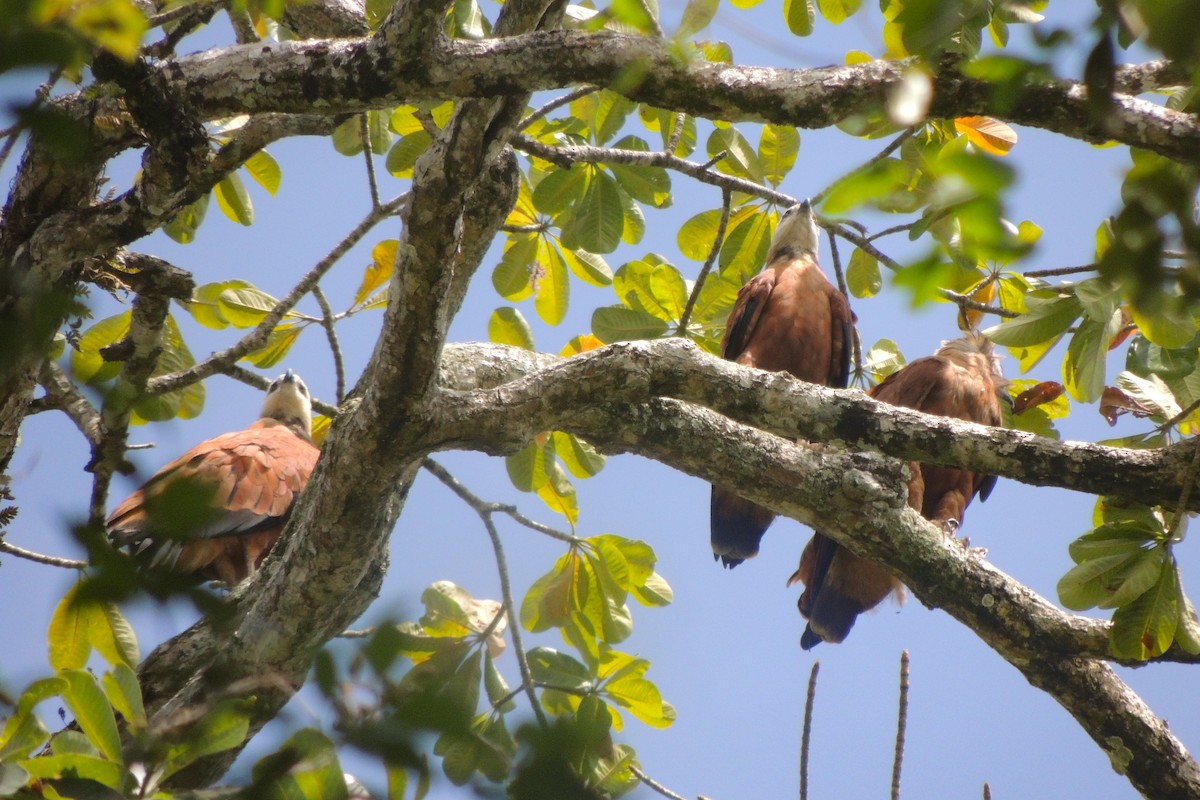 Black-collared Hawk - ML635663435