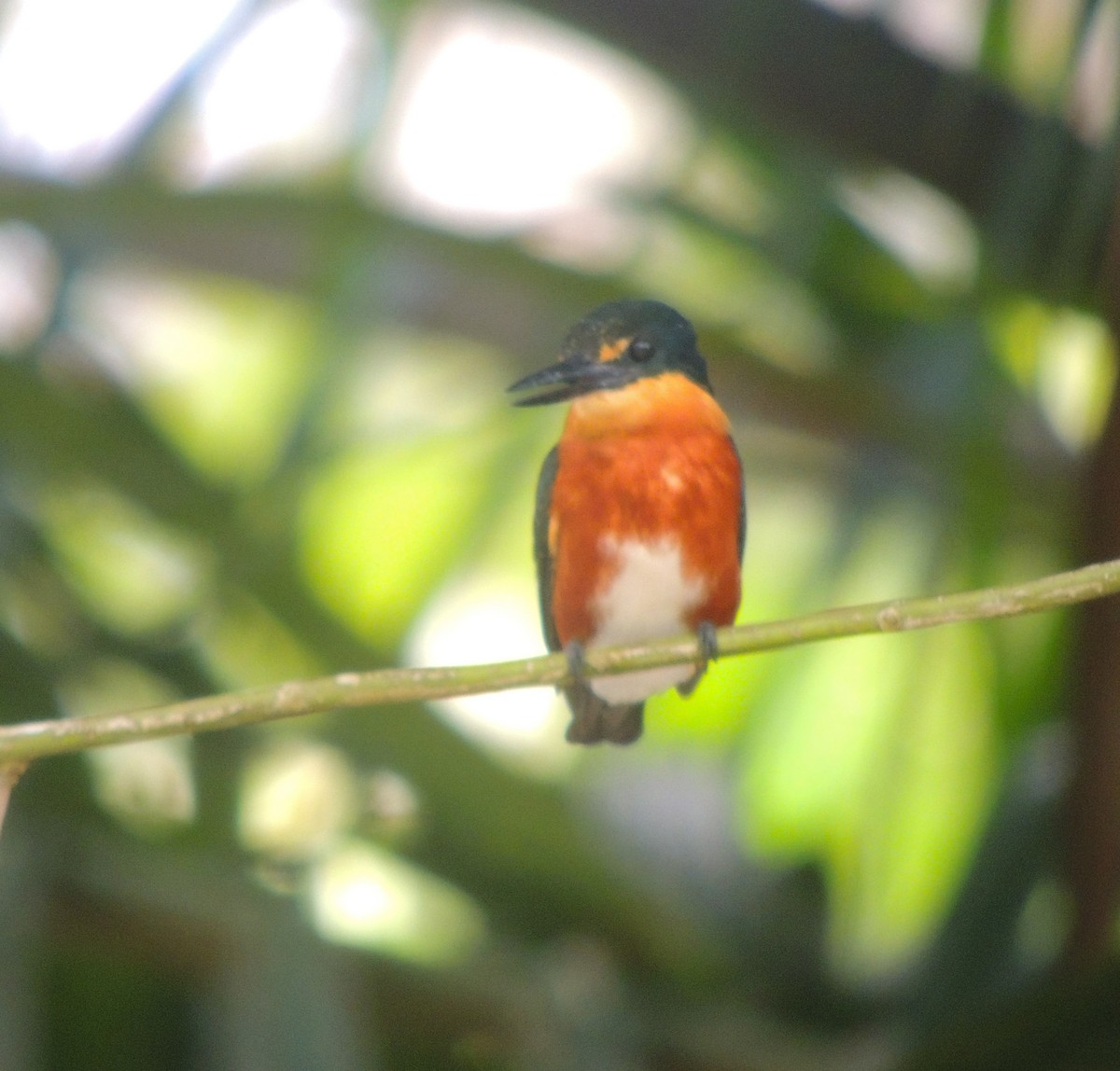 American Pygmy Kingfisher - ML635663441