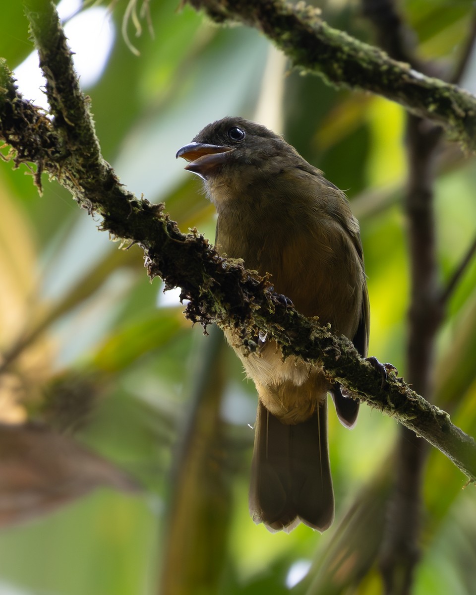 Ochre-breasted Tanager - ML635663456