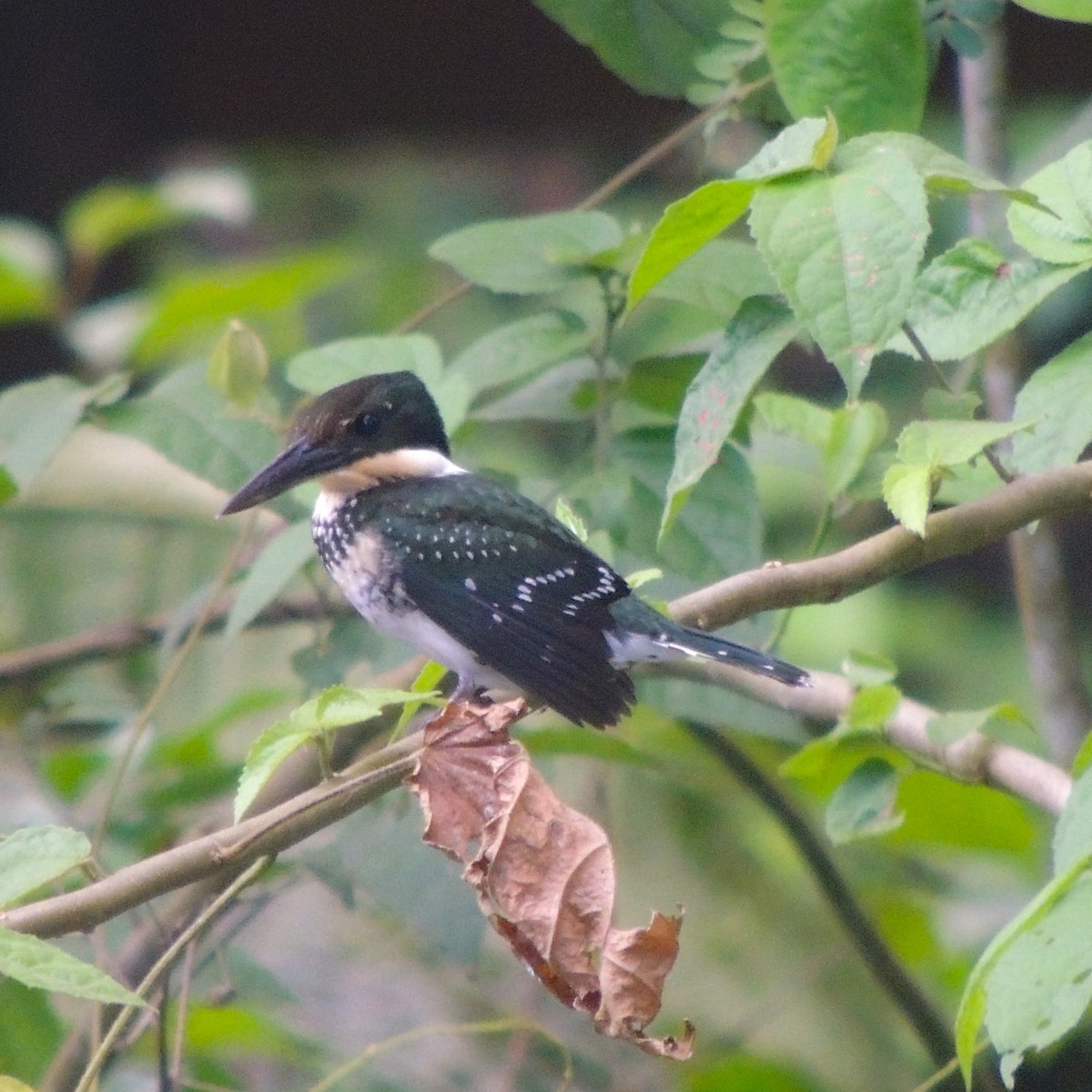 Green Kingfisher - ML635663579