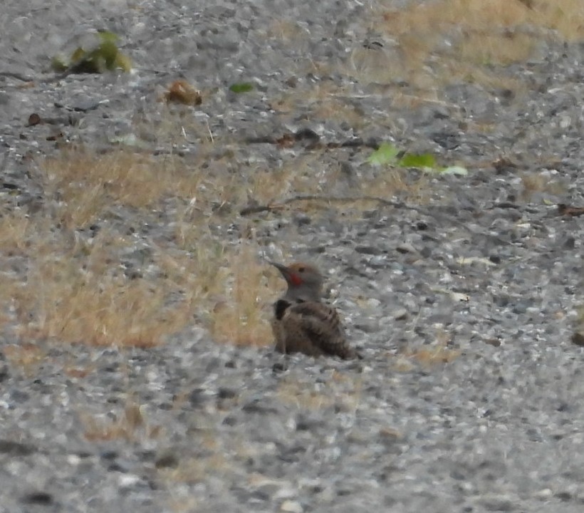 Northern Flicker - ML635663592