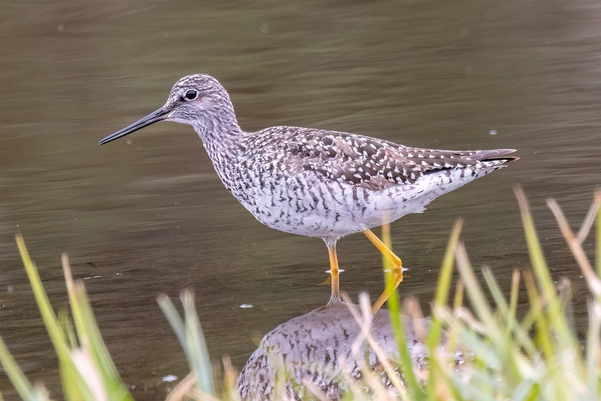 Greater Yellowlegs - ML635663599