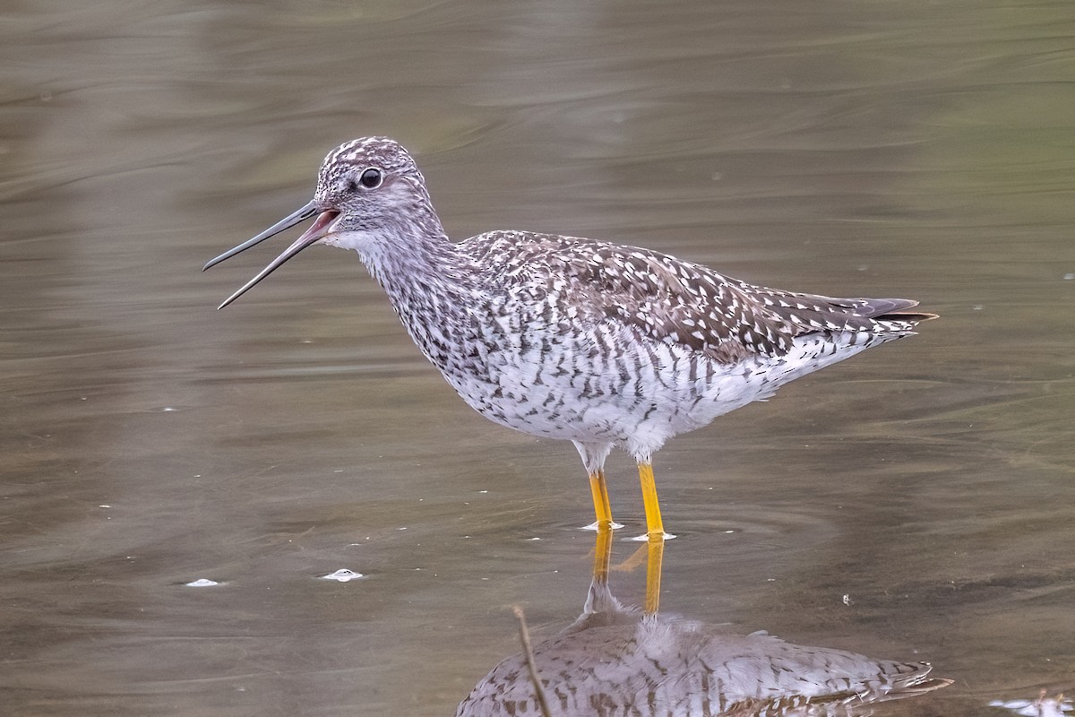 Greater Yellowlegs - ML635663603