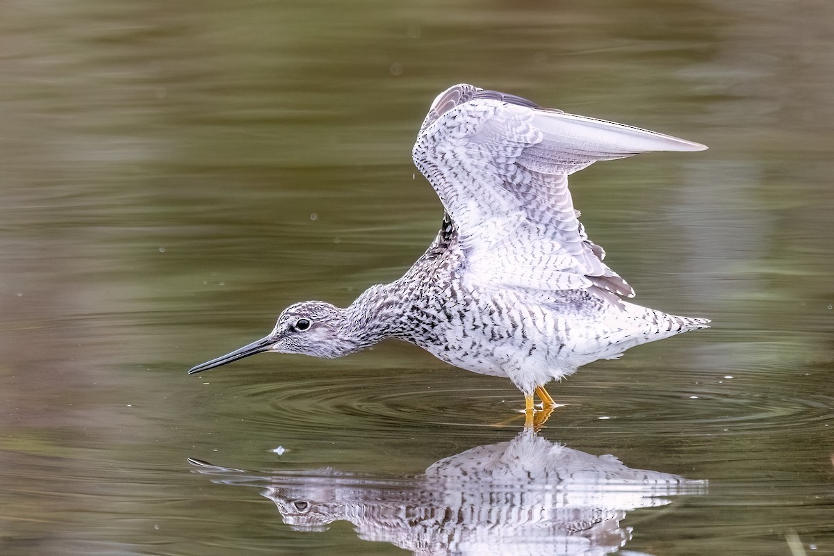 Greater Yellowlegs - ML635663619