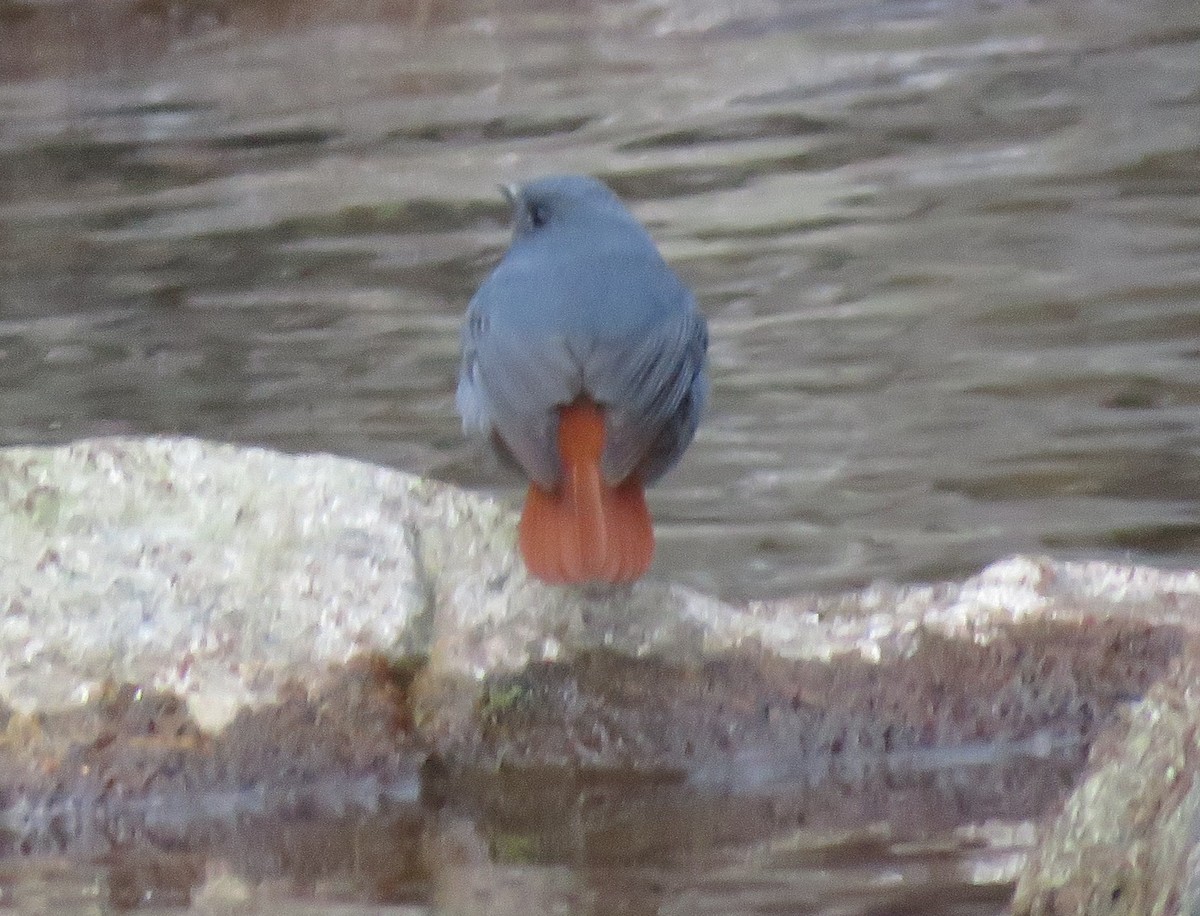 Plumbeous Redstart - ML635663764