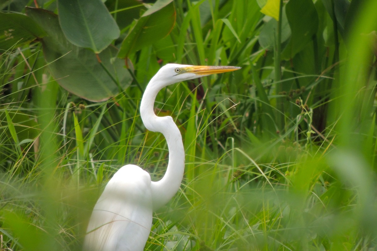 Great Egret - ML635663776