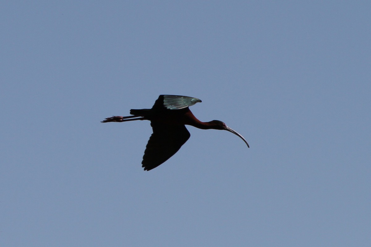 ibis americký - ML635663781