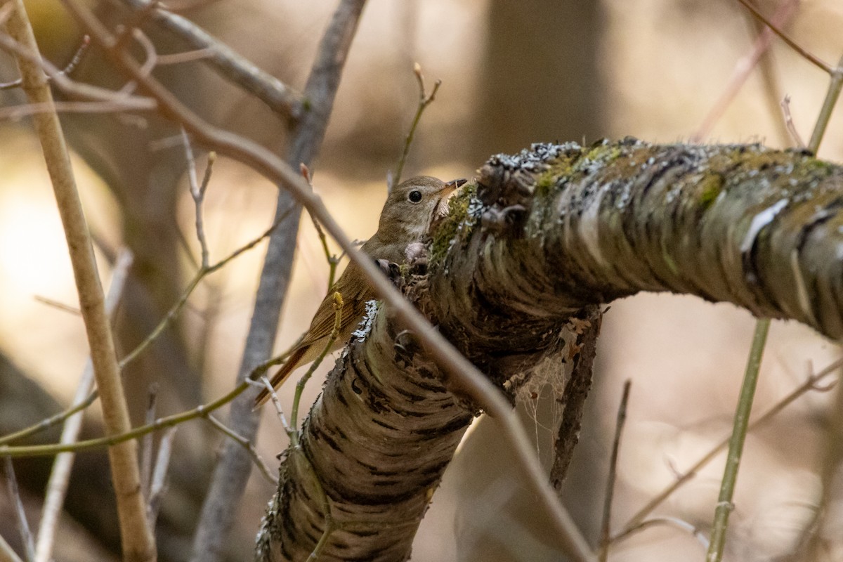 Hermit Thrush - ML635663831