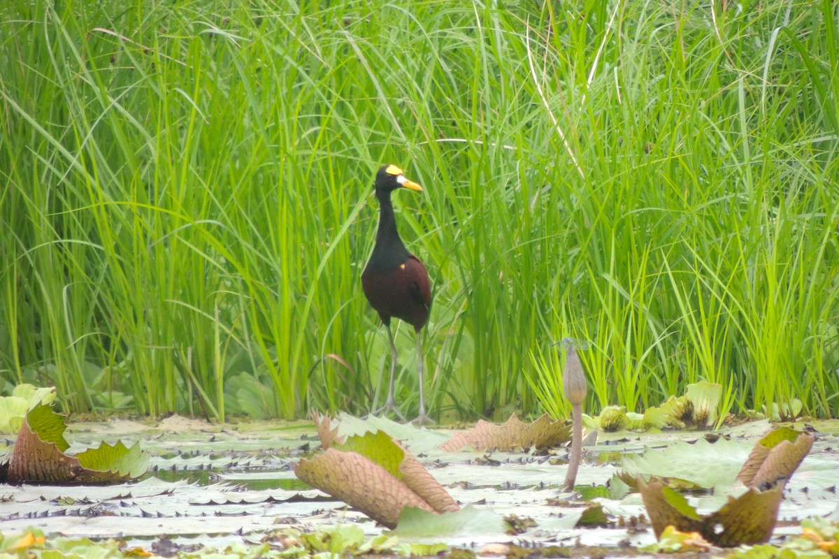 Northern Jacana - ML635663844