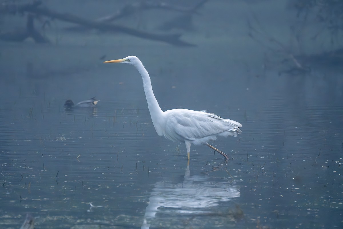 Great Egret - ML635663849