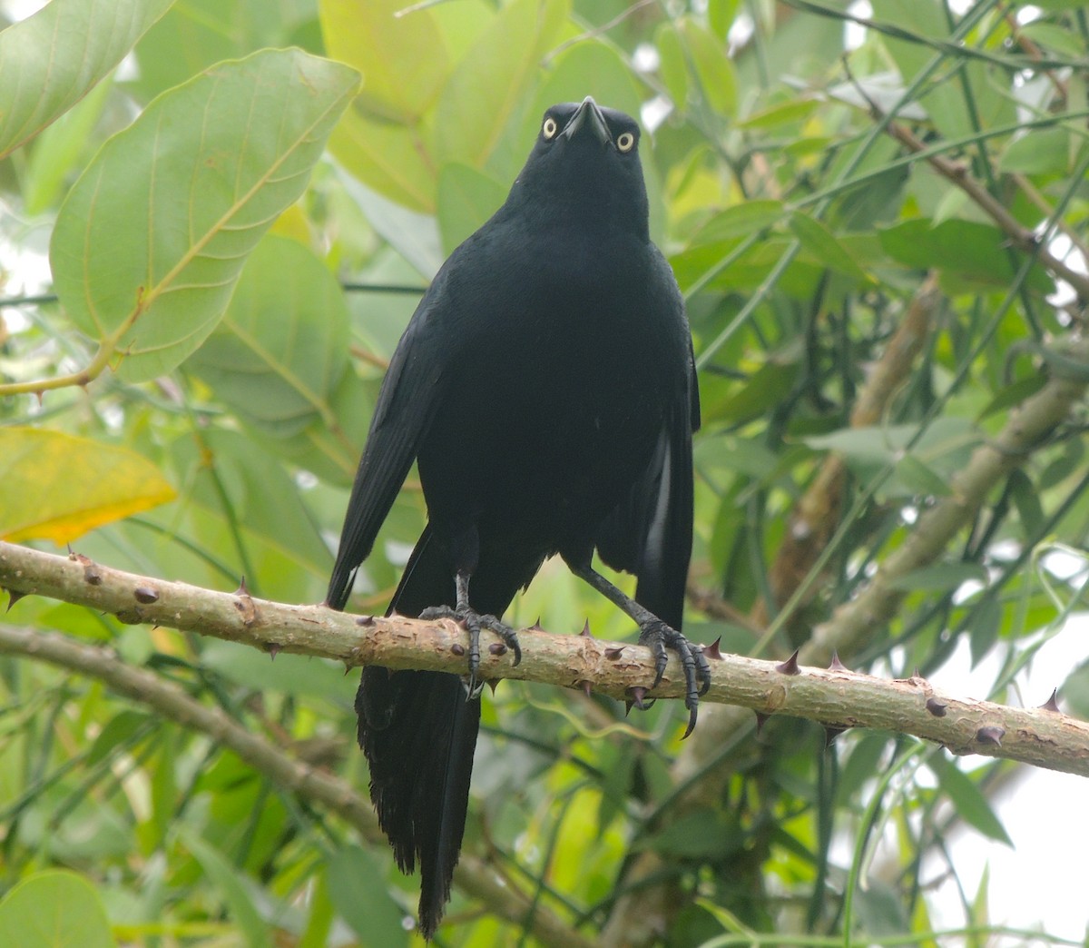 Nicaraguan Grackle - ML635663857