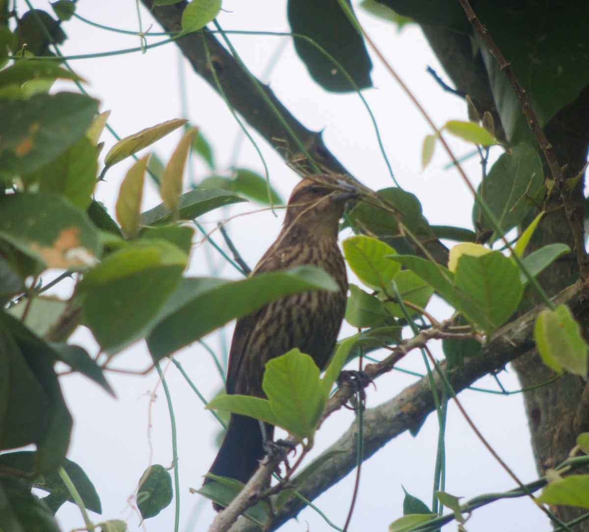 Red-winged Blackbird - ML635663867